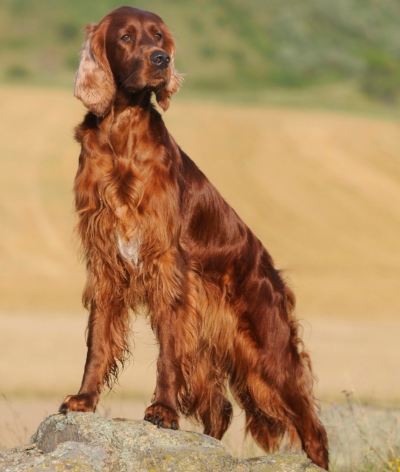 Setter Irlandais | Alamy Stock Photo by Anni Sommer/imageBROKER GmbH & Co. KG