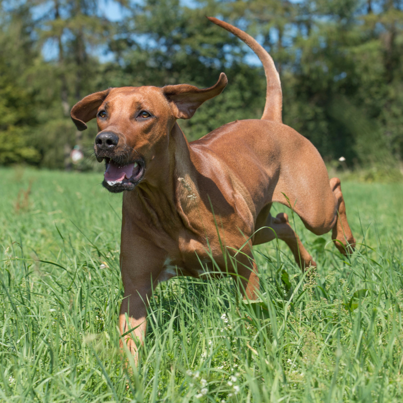 Rhodésien Ridgeback | Alamy Stock Photo by Farlap