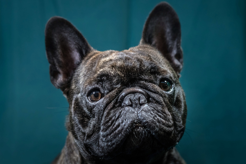 Le Bouledogue français | Getty Images Photo by Matt Cardy