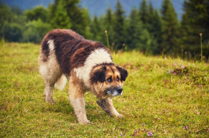 Chien de Berger Mioritique Roumain | Ryzhkov Oleksandr/Shutterstock 