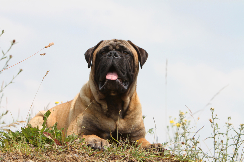 Bull Mastiff | Alamy Stock Photo by Vanessa Grossemy