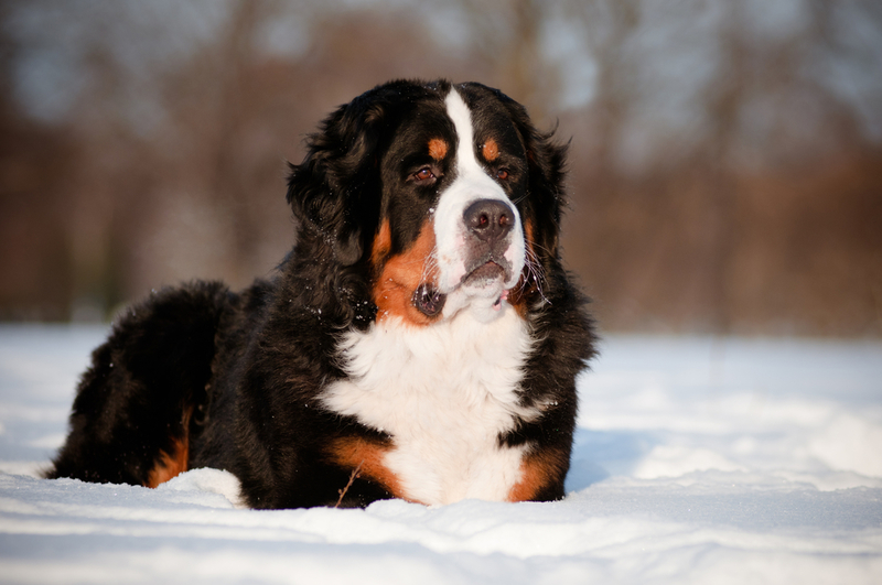 Le Bouvier Bernois | otsphoto/Shutterstock 