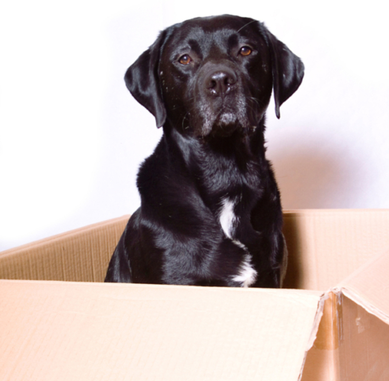 This Labrador Helps His Owner Lick Stamps | Alamy Stock Photo