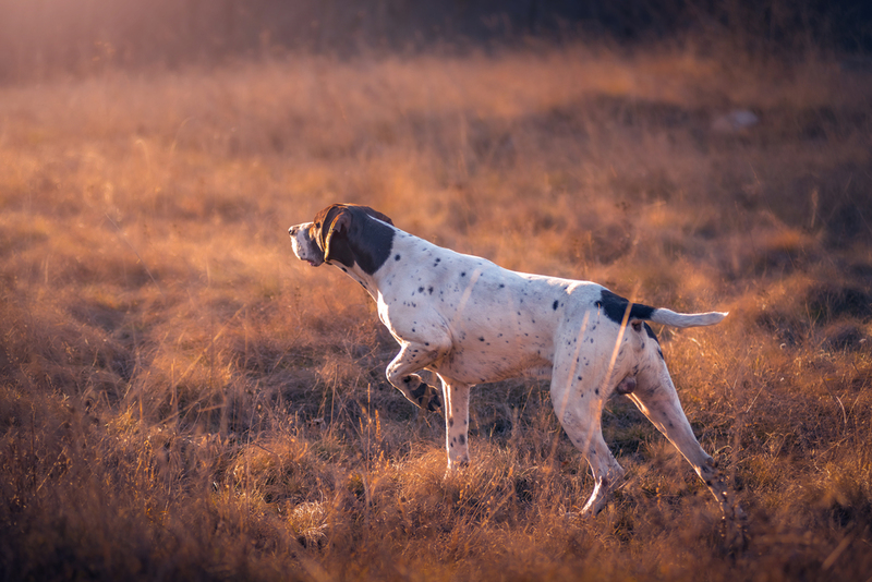 Bird-Hunting Dogs Are Used to Save New Zealand’s Native Bird Population | Shutterstock