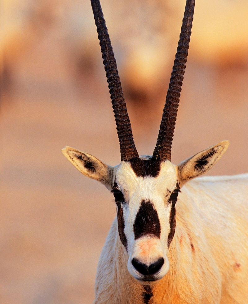 Ein majestätisches Nationaltier | Alamy Stock Photo