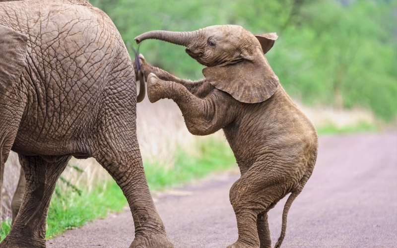 Hey Mom, Can I Have It? | Wirestock Creators/Shutterstock