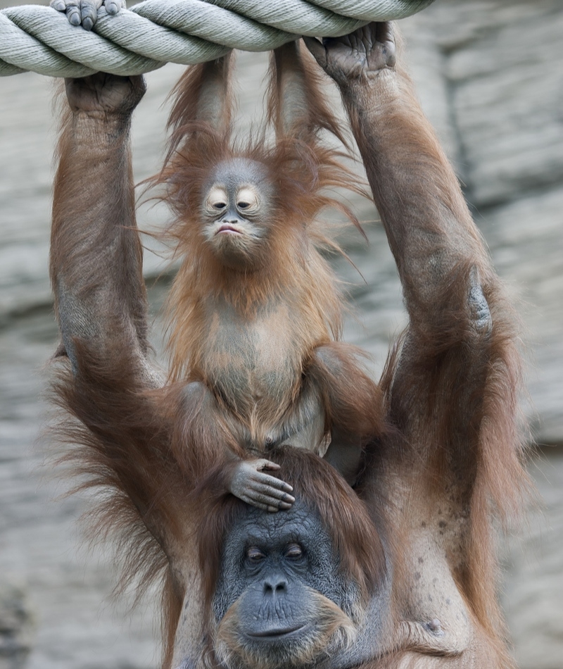 Just Hanging Around | andamanec/Shutterstock