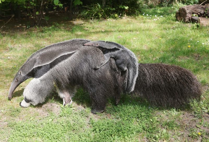 Mom, Can You Carry Me? | Alamy Stock Photo by Oliver Berg/dpa picture alliance/Alamy Live News