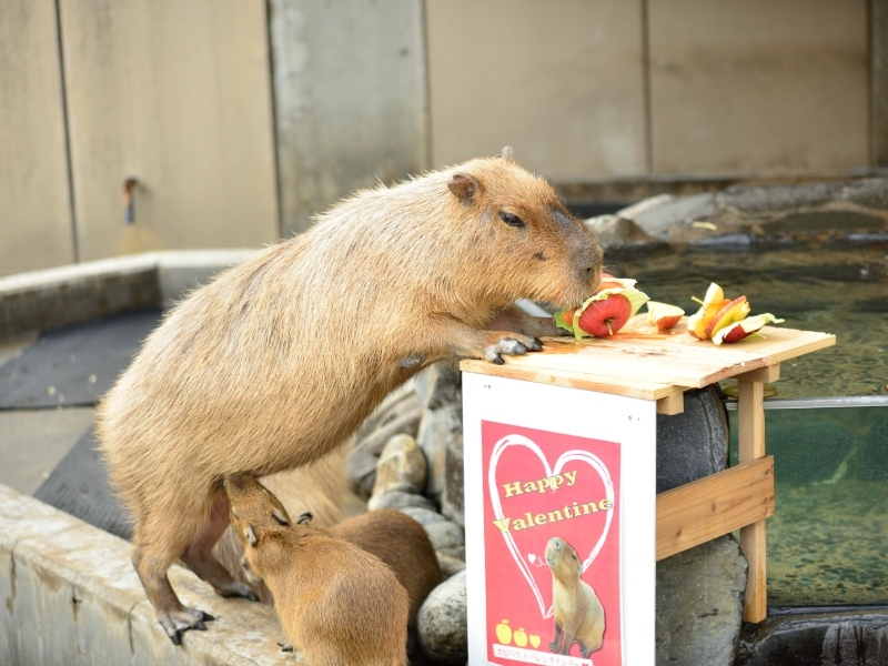 Capy Valentine’s Day | Adobe Stock Photo by lastpresent