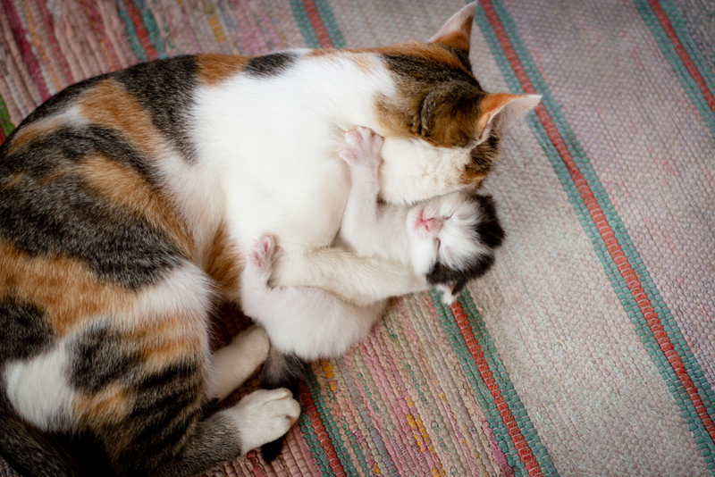 Snuggle Buddies | Elena Mitusova/Shutterstock