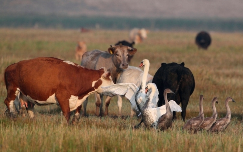 Nothing to See Here, Move Along | Alamy Stock Photo by blickwinkel/AGAMI/H. Soerensen