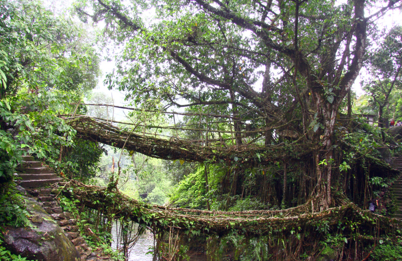 Puentes de raíces vivas, India | Alamy Stock Photo by Kumar Mangwani 