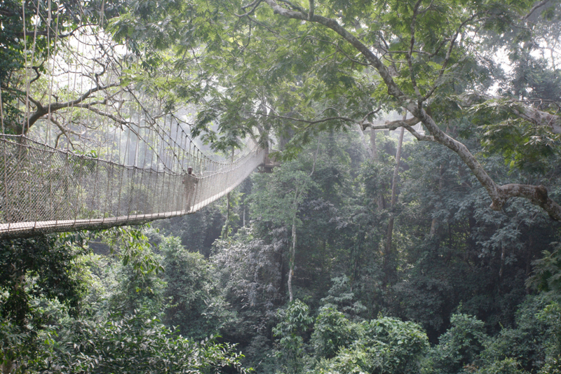 Canopy Walkaway, Ghana | Alamy Stock Photo by Zute Lightfoot