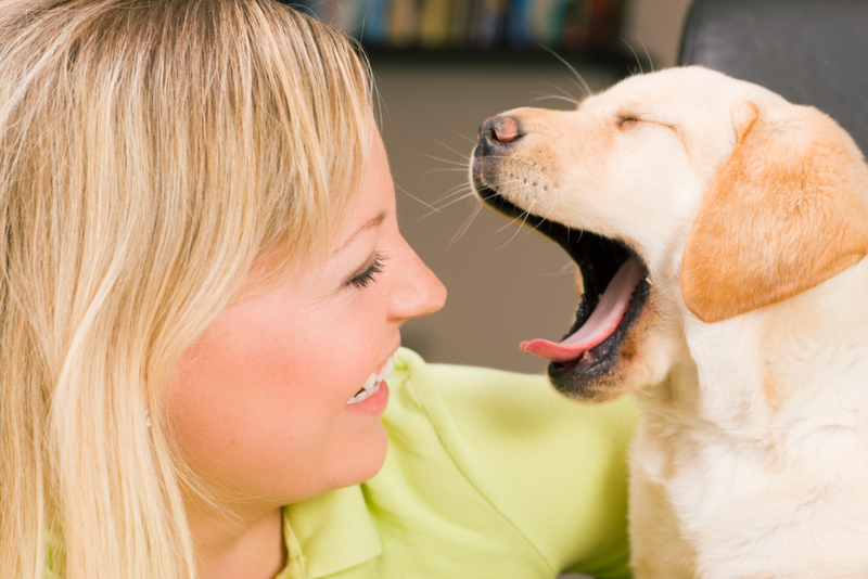 Sleepy Dog | Shutterstock