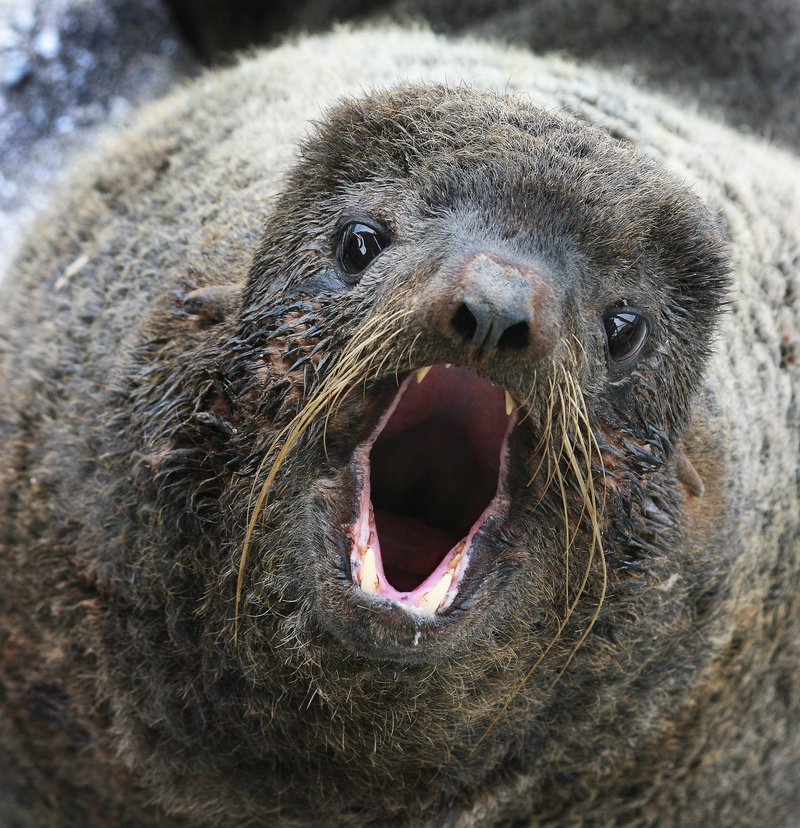 Steller's Sea Ape | Shutterstock