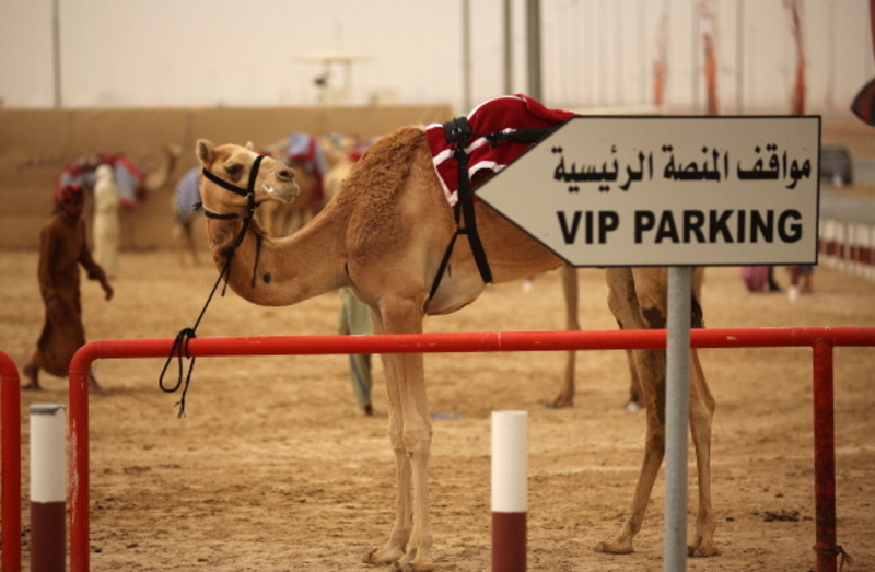 Camel Here, Camel There, Camel Everywhere | Getty Images Photo by Christopher Furlong