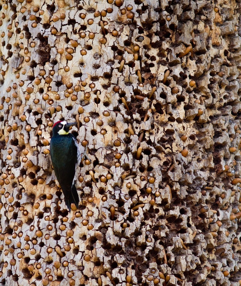 We Hope You Like Little Holes | Shutterstock