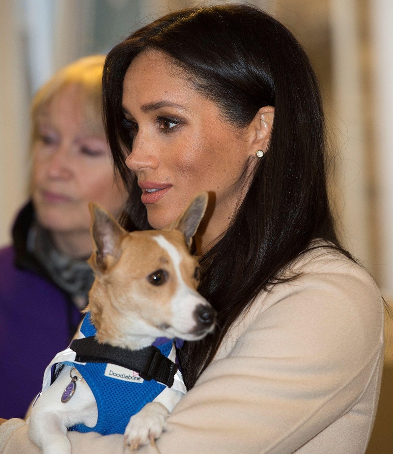 A Shared Love of Dogs | Alamy Stock Photo by Eddie Mulholland/Pool