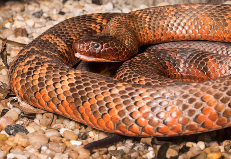 Les serpents avec des couleurs vives sont souvent dangereux | Getty Images Photo by Jono Searle