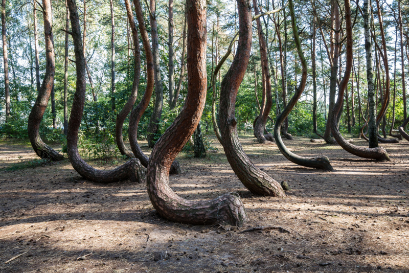 Une parcelle d'arbres en forme de J est un avertissement de glissement de terrain | Getty Images Photo by fhm