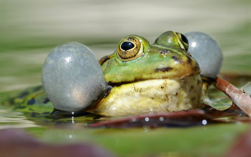 Les grenouilles peuvent prévoir la météo | Alamy Stock Photo by Panther Media GmbH/Burkhard