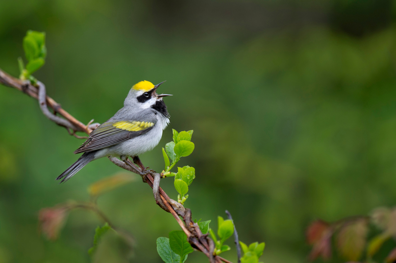 Si toutes les parulies à ailes dorées disparaissent, c'est qu'une tempête approche | Shutterstock