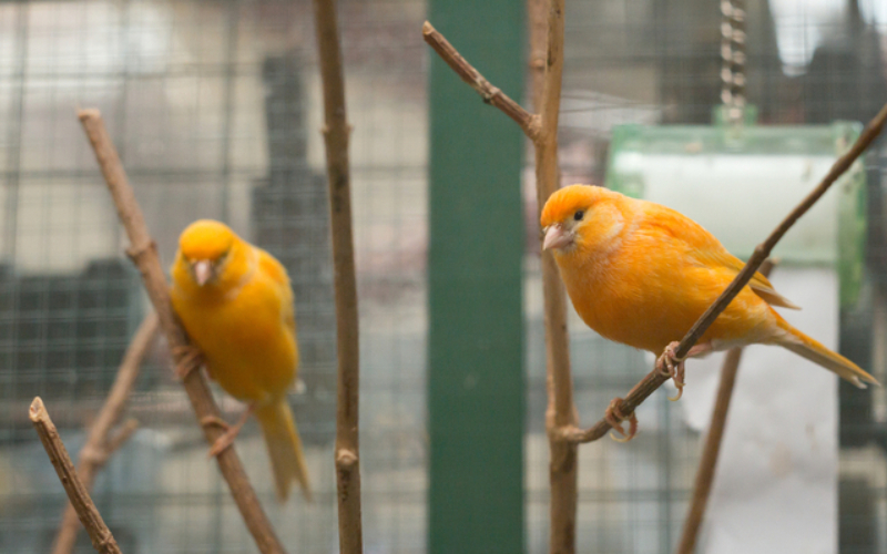 Les canaris de l'écosystème indiquent qu'un écosystème est sur le point de s'effondrer | Shutterstock