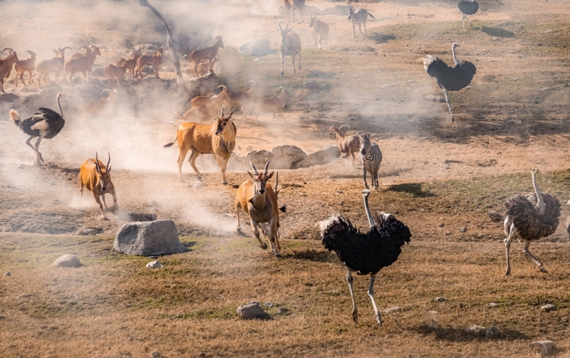 Si des animaux courent vers vous, il y a peut-être le feu | Alamy Stock Photo by Wirestock, Inc.
