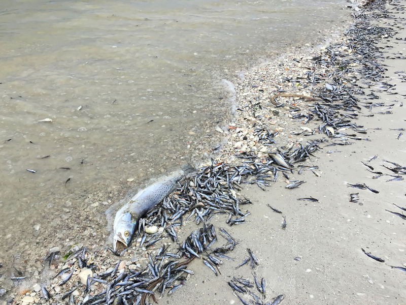 Si vous voyez des poissons morts, n’entrez pas dans l’eau ! | Shutterstock