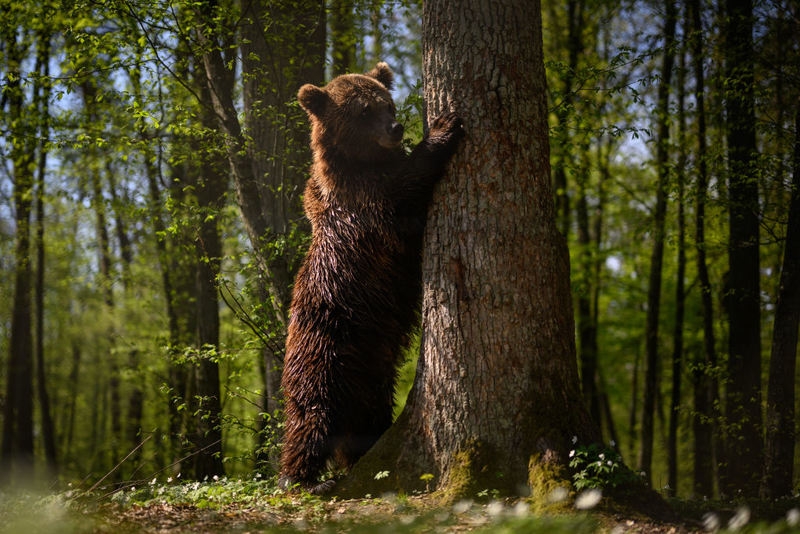 S'il y a des traces de pattes à cinq doigts et des arbres égratignés, c'est qu'il y a des ours à proximité | Getty Images Photo by Leon Neal