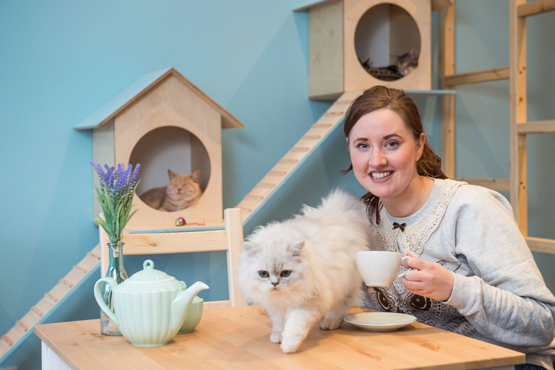 The Scotland Cat Cafe in Stockbridge, Scotland | Alamy Stock Photo