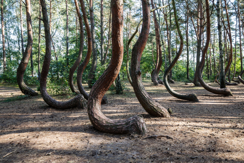 Grupos De Árvores Em Formado De “J” São Um Aviso De Deslizamento De Terra | Getty Images Photo by fhm
