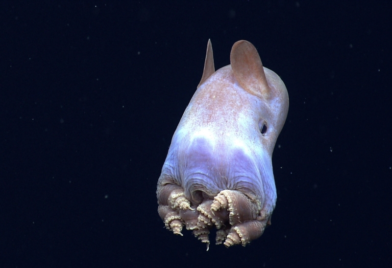 Dumbo Octopus | Alamy Stock Photo by Lee Dalton