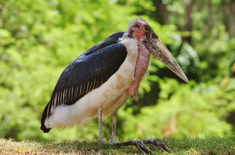 Marabou Stork | Nadia Leskovskaya/Shutterstock