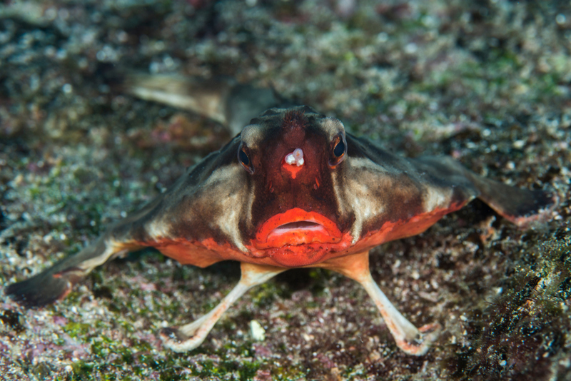 Red-Lipped Batfish | Ricardo_Dias/Shutterstock