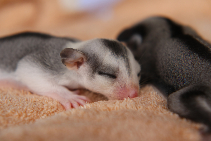 Double Trouble | BurinKul/Shutterstock