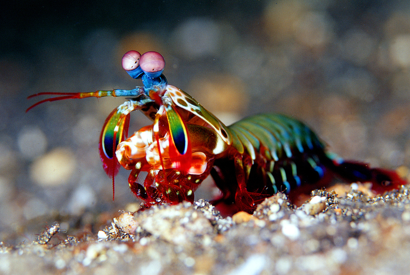 Mantis Shrimp | worldclassphoto/Shutterstock