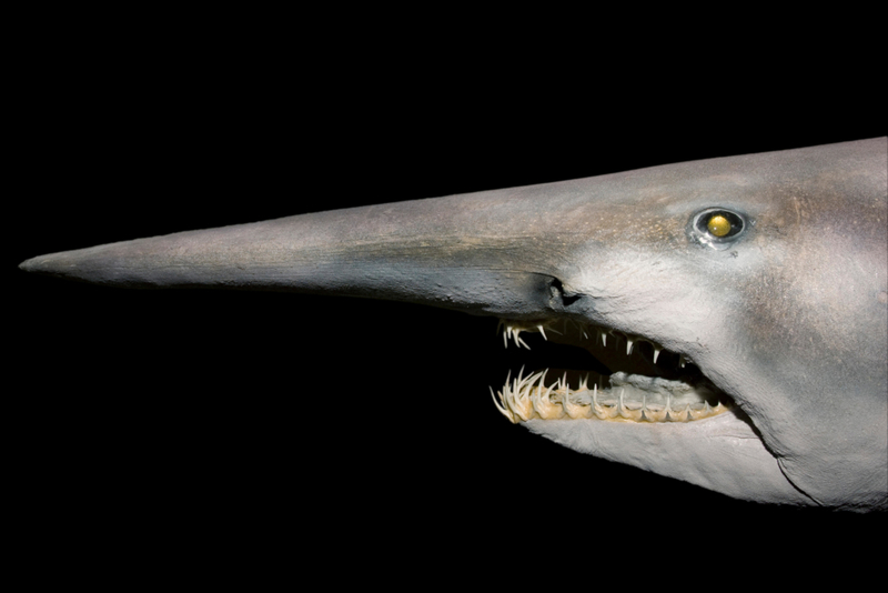 Goblin Shark | Alamy Stock Photo by Kelvin Aitken/VWPics