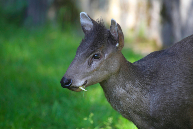 Tufted Deer | Alamy Stock Photo by blickwinkel/W. Layer