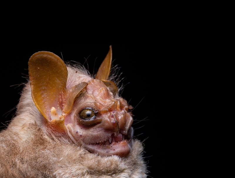 Wrinkle-Faced Bat | Vladimir Turkenich/Shutterstock