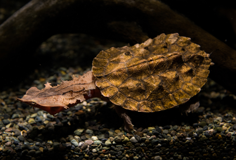 Mata mata Turtle | LEE EUI-ZUN/Shutterstock