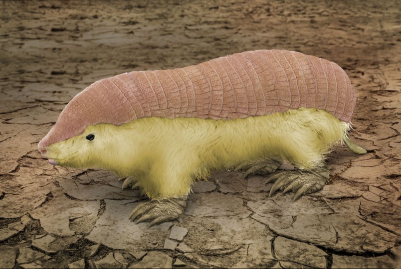 Pink Fairy Armadillo | Alamy Stock Photo by Adisha Pramod