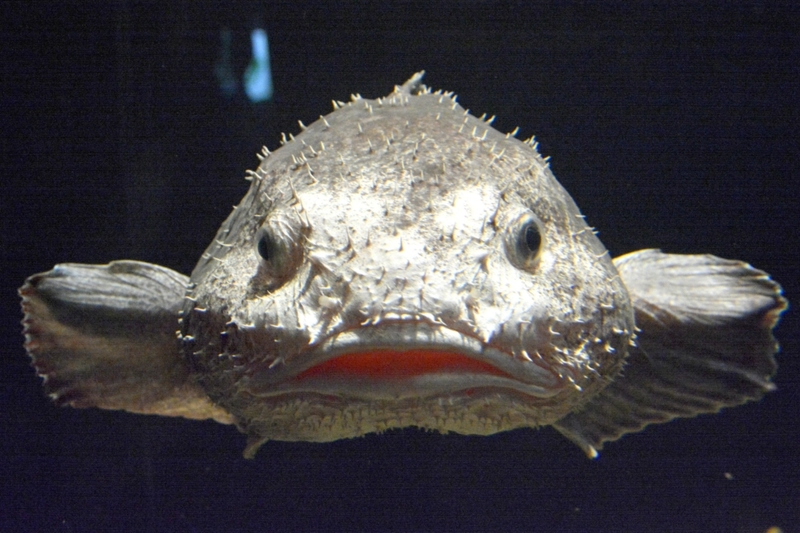 Blobfish | Alamy Stock Photo by BJ Warnick/Newscom