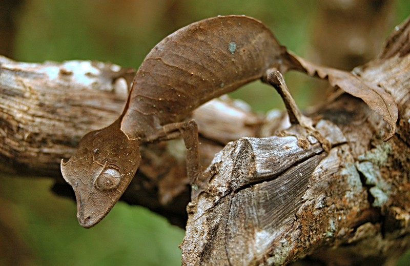 Satanic Leaf-Tailed Gecko | Jiri Balek/Shutterstock