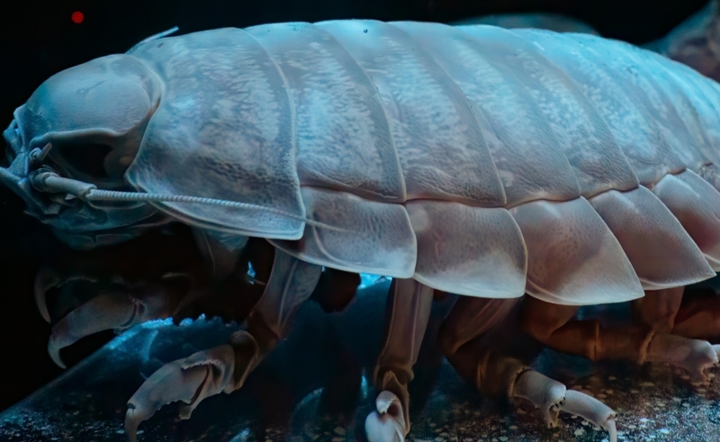 Giant Isopod | Darren Hugh Lynch/Shutterstock