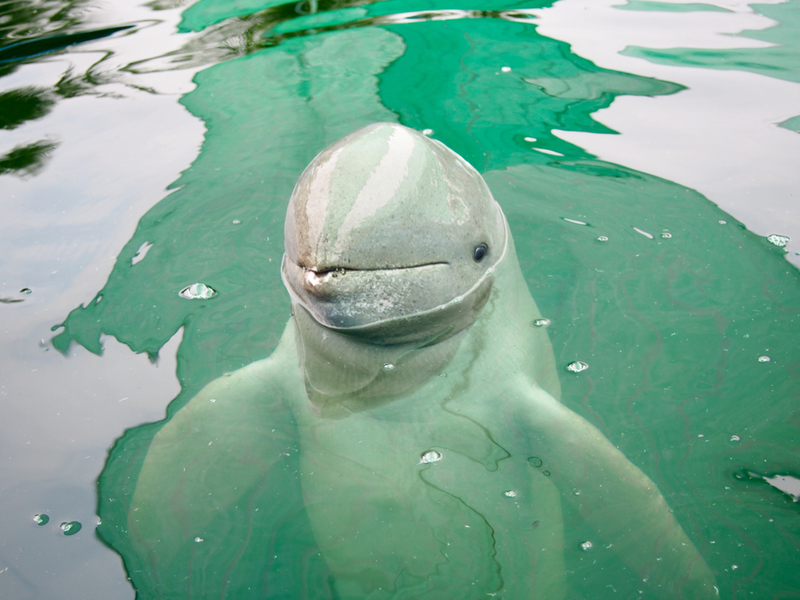 Irrawaddy Dolphin | Na-Me/Shutterstock