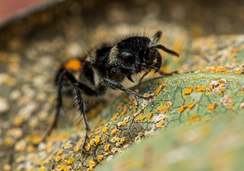 Panda Ant | adriana.roman2/Shutterstock