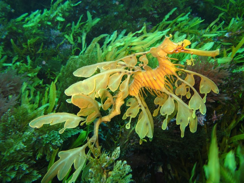 Leafy Seadragon | Roser Gari Perez/Shutterstock