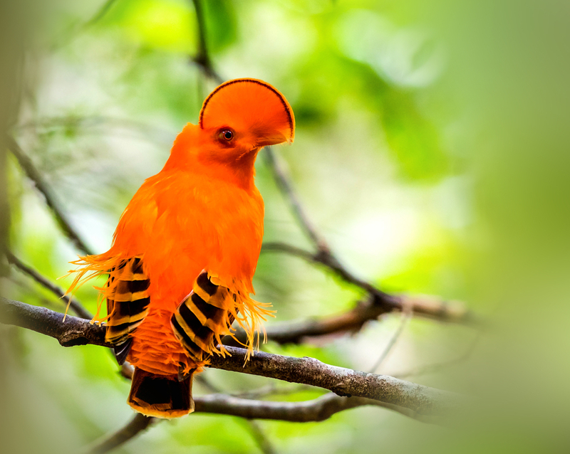 Guianan Cock-of-the-rock | Wang LiQiang/Shutterstock