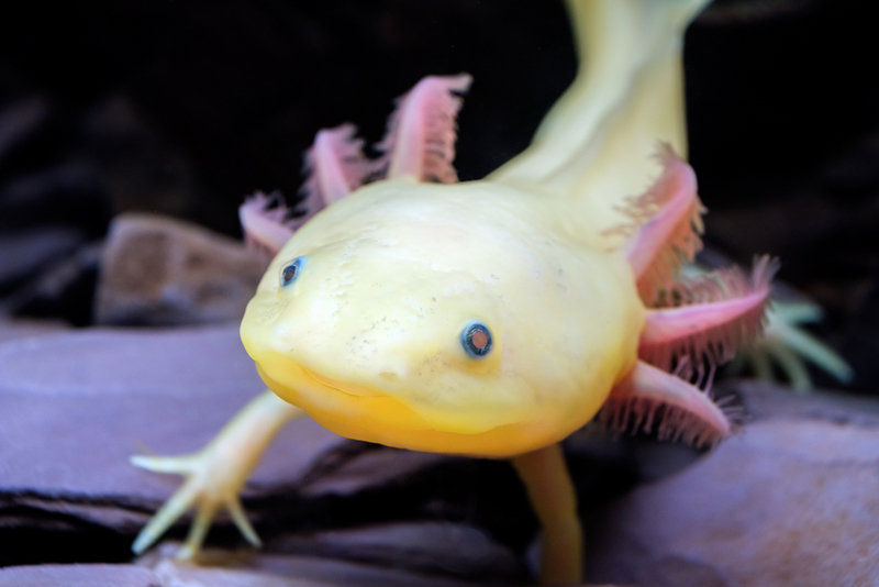 Axolotl | Ulmus Media/Shutterstock